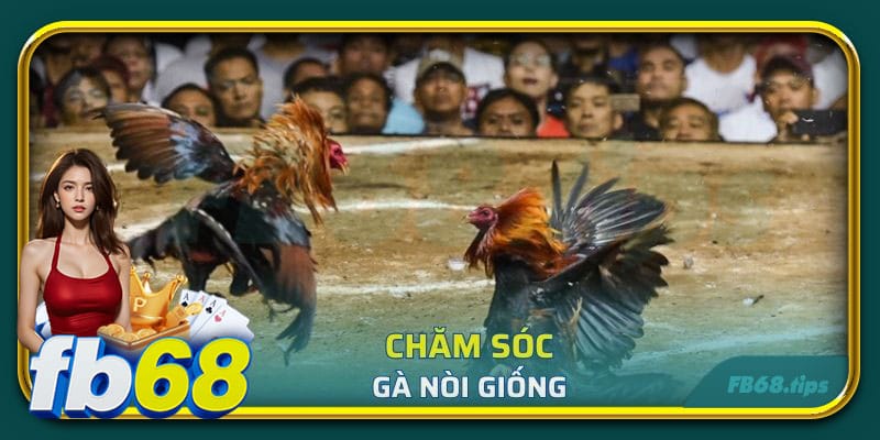 Chăm sóc gà nòi giống bằng những dinh dưỡng và chế độ tập luyện